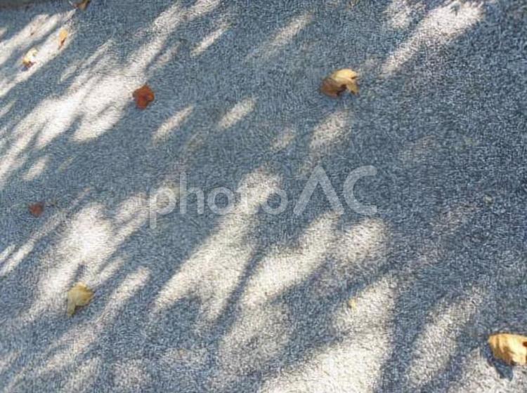 落ち葉と木の影 落ち葉,木の影,紅葉の写真素材
