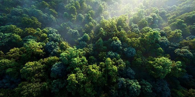 濃密な森林、自然の息吹 濃密な森林、自然の息吹の写真