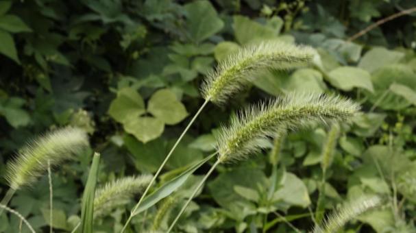 【植物の写真】ねこじゃらし 【植物の写真】ねこじゃらし もこもこ,ねこじゃらし,草の写真素材