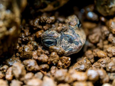 地面に埋まるナンブヒキガエル ナンブヒキガエル,動物,自然の写真素材
