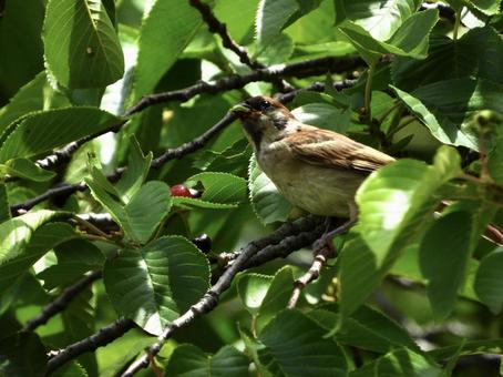 青虫を咥えるスズメの幼鳥 青虫を咥えるスズメの幼鳥の写真