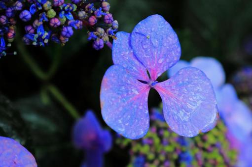 Photo, hydrangea, kwiaty, ogród kwiatowy, 