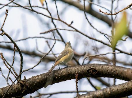 枝にとまるジョウビタキのメス ジョウビタキ,ジョビコ,ジョウビタキのメスの写真素材