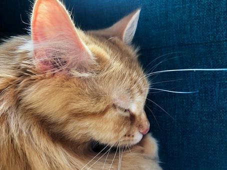 Siberian cat 001 dozing on the sofa in the room, JPG Siberian cat 001 dozing on the sofa in the room, JPG
