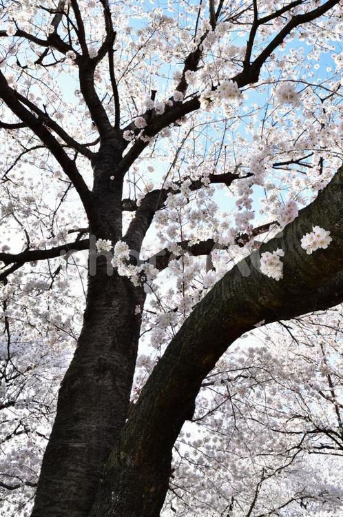 桜並木 桜,さくら,サクラの写真素材