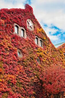 北海道　札幌ファクトリーの紅葉 北海道,札幌,札幌市の写真素材