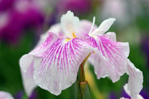 Iris Flower 25-11, JPG