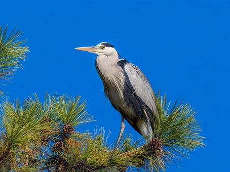枝にとまるアオサギ 枝にとまるアオサギ サギ,アオサギ,野鳥の写真素材