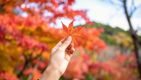 紅葉を持つ女性の手 紅葉を持つ女性の手の写真