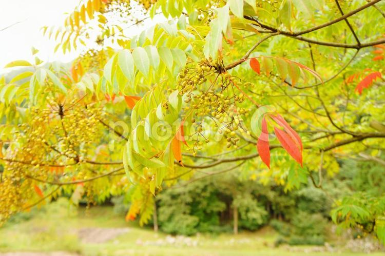 自然の実 自然,色鮮やか,鮮やかの写真素材