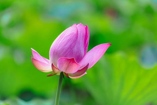 Photo, ancient lotus, lotus, lotus flower, 