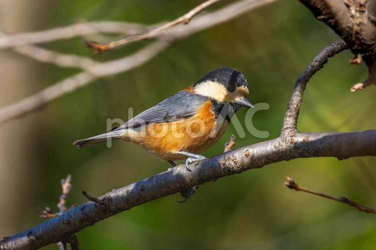 枝にとまるヤマガラ ヤマガラ,野鳥,鳥の写真素材