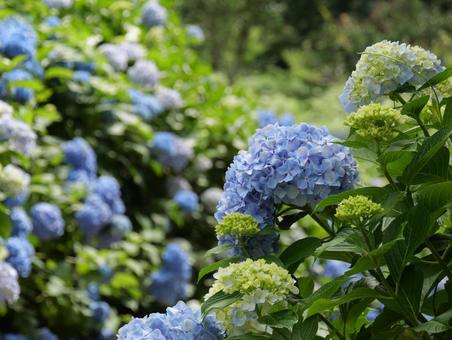 Photo, hydrangea, shimonita hydrangea garden, june, 