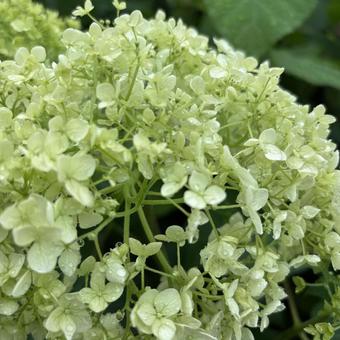 紫陽花 紫陽花の写真