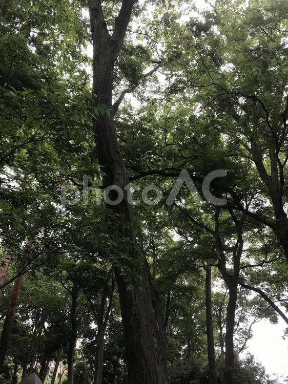 一本の美しい木 木,木材,公園の写真素材