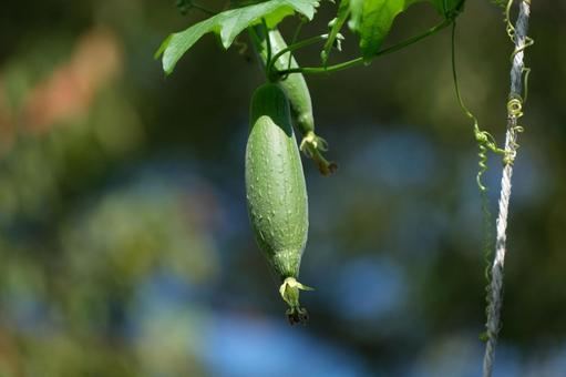 ヘチマの未熟果実 ヘチマの未熟果実 ヘチマ,糸瓜,天糸瓜の写真素材