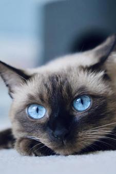 おどけた顔の青い目のシャムミックス アップ,シャムミックスス,ブルーアイの写真素材