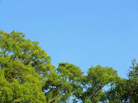 爽やかで明るい自然の背景素材 爽やかで明るい自然の背景素材 青空,木,葉の写真素材
