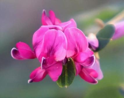 ブッシュクローバー 萩,花,flowerの写真素材