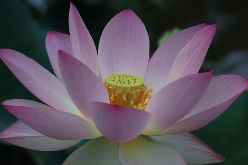 Photo, lotus flower, lotus, a lotus, 