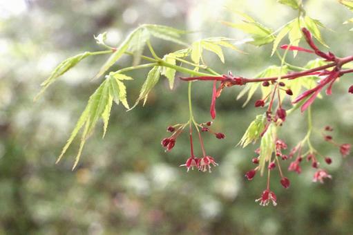 モミジの花2 モミジの花2の写真