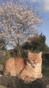 A cat bathed in the setting sun with cherry blossoms in the background, cat, tiny, animal, JPG