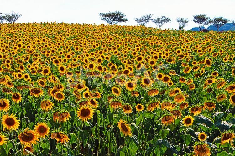 夏のひまわり畑 ひまわり,向日葵,夏の写真素材