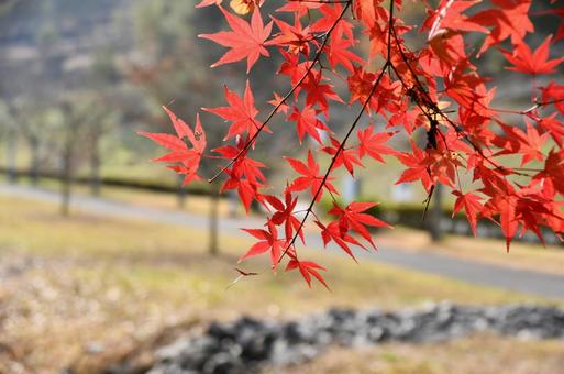 紅葉 紅葉の写真