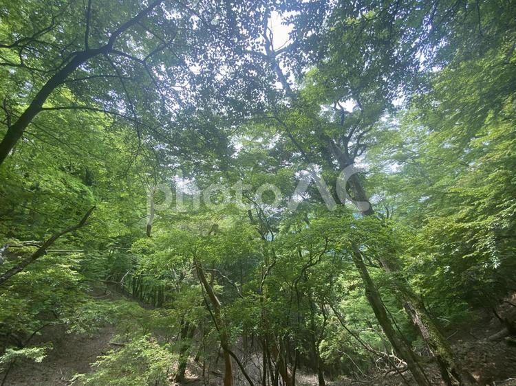 森林　緑　マイナスイオン 山,木々,マイナスイオンの写真素材