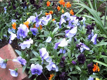 庭の花 庭の花の写真