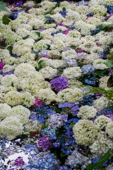 Photo, temple, oshu yanatsu kokuzoson, hydrangea, 