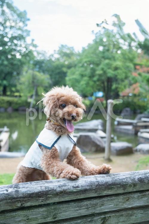 夏の公園で散歩するトイプードル トイプードル,トイプー,夏の写真素材