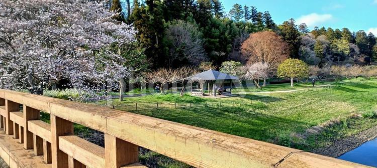 春の日本三名園の偕楽園 偕楽園,水戸,桜の写真素材