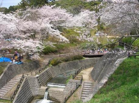 花見 花見の写真