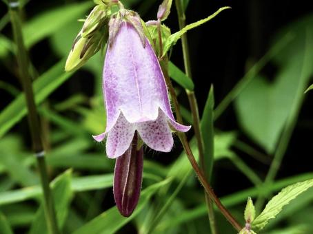 Photo, plant, flower, river side, 