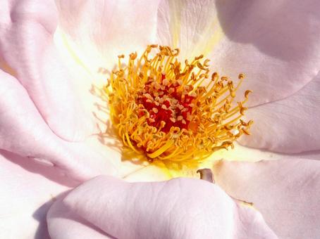 花壇の淡いピンク色のバラ・拡大 花壇の淡いピンク色のバラ・拡大の写真