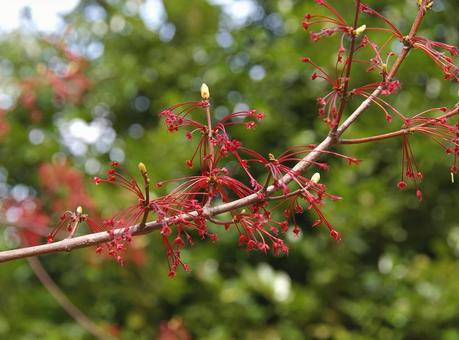アメリカハナノキ アメリカハナノキ,亜米利加花の木,ベニカエデの写真素材
