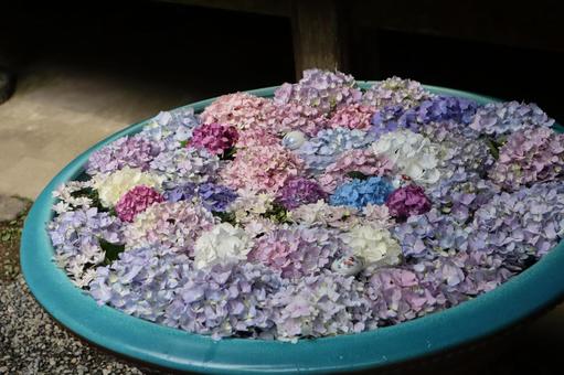Photo, colorful, hydrangea, flower water, 