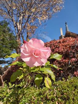 お城と秋の薔薇 城,薔薇,秋薔薇の写真素材