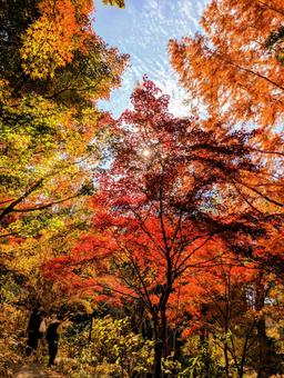 紅葉5 紅葉,黄葉,秋の写真素材