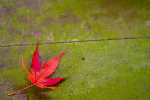 木の板に紅葉 木の板に紅葉の写真