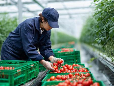 大規模ハウス栽培のトマト農家の作業員の写真