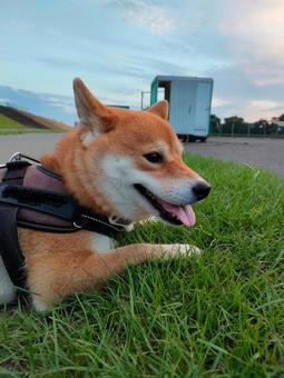 芝生でリラックスする柴犬! 芝生でリラックスする柴犬!の写真
