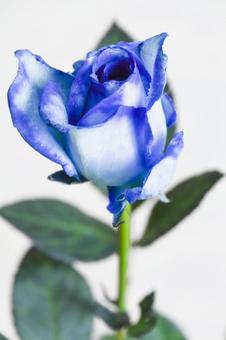青い薔薇 青い薔薇 青,ブルー,ばらの写真素材
