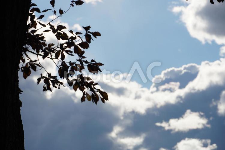 青空と木 風景,木,晴れの写真素材