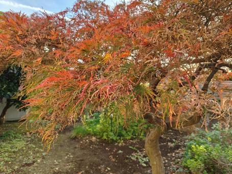 紅葉 自然,風景,背景の写真素材