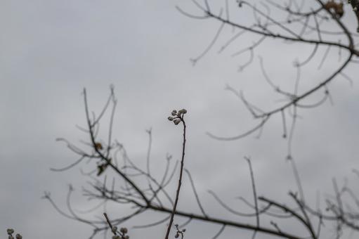 冬の木の実2 冬の木の実2 木の実,白,枝の写真素材