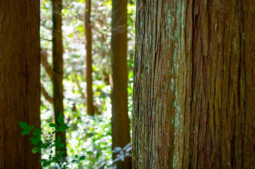 森の中 森の中の写真