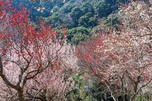 満開の紅梅と白梅 梅,迎春,梅の花の写真素材