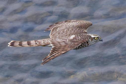 水面を飛翔するハイタカ幼鳥 ハイタカ,灰鷹,鷂の写真素材